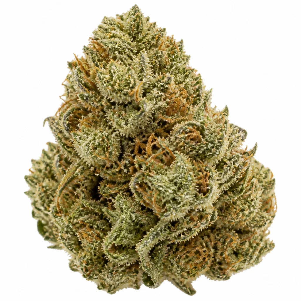 Ilustración de un cogollo compacto con pistilos anaranjados y superficie blanquecina para la ficha de Wembley Regular de Pyramid Seeds.