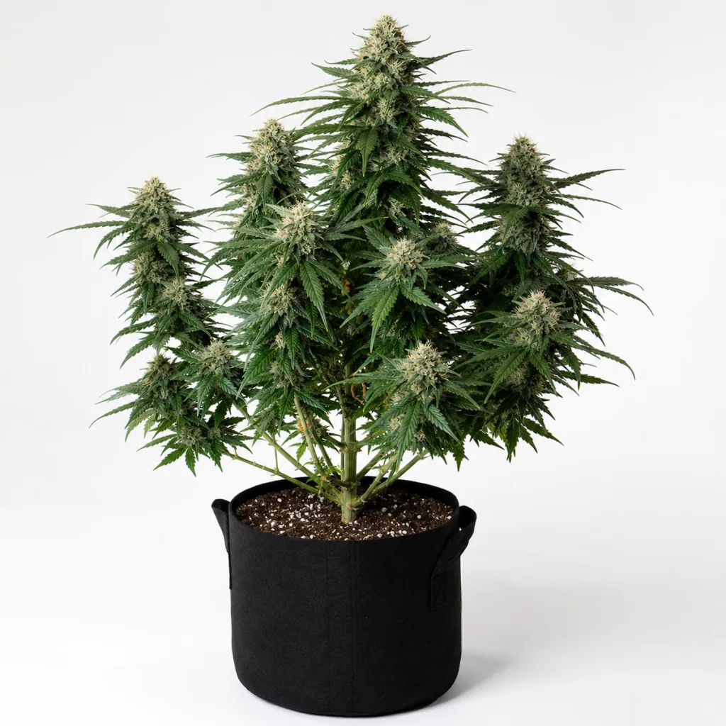 Planta de Rhino Ryder Auto en maceta negra con asas, con cogollos en la punta central y las ramas laterales, sobre fondo blanco.