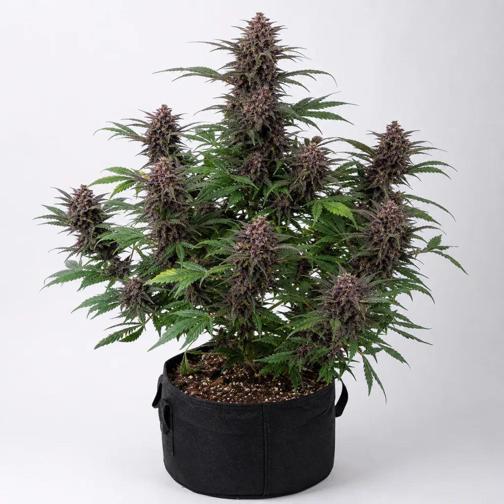 Planta de Santa Muerte Feminizada en maceta de tela negra, con hojas verdes y numerosos cogollos de tonos morados sobre fondo claro.