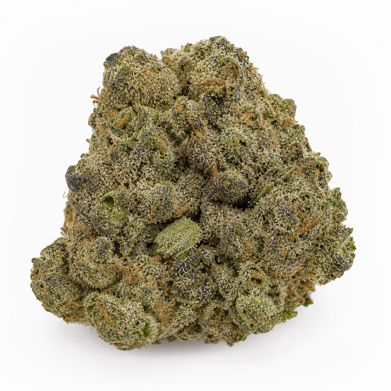Cogollo de Big Bud Feminizada – PEV Seeds, de forma ancha y compacta, con tonos verdes, zonas oscuras y pistilos anaranjados.