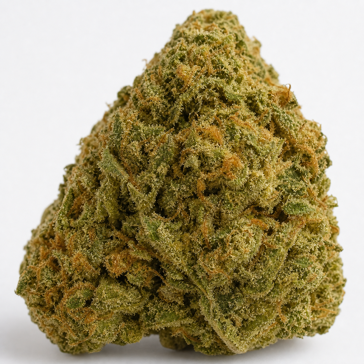 Cogollo de Early Maroc Feminizada de Philosopher Seeds, de forma cónica, verde y con pistilos anaranjados, sobre fondo blanco.
