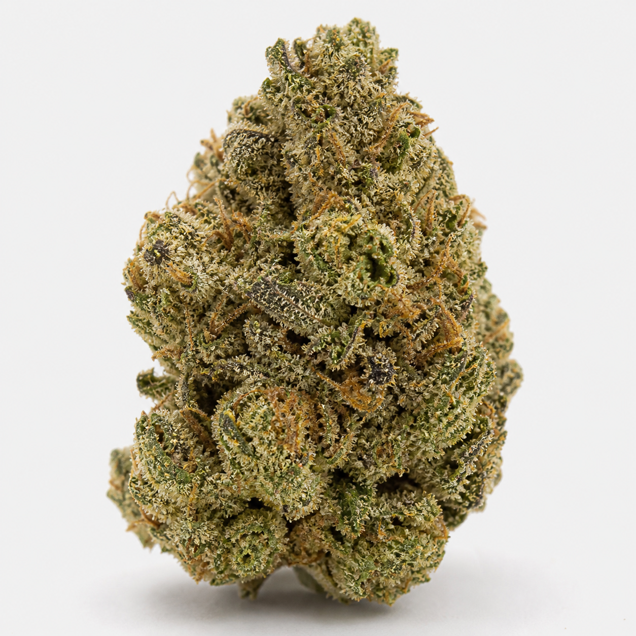 Cogollo de Auto Bubble Gum XXL de 00 Seeds, de forma alargada, con hojas verdes, filamentos anaranjados y cobertura blanquecina.