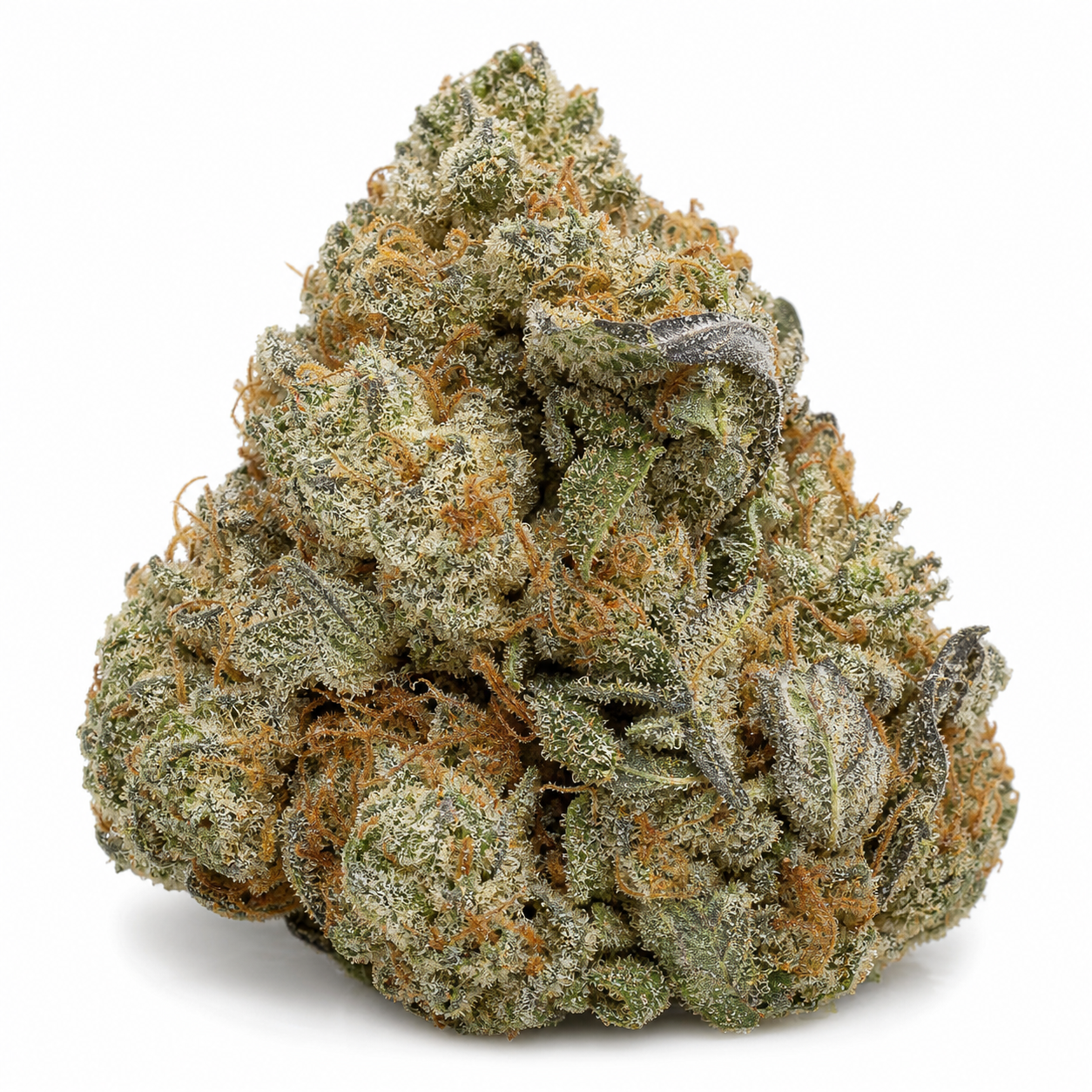 Primer plano de un cogollo de Chocolate Kush Fast de 00 Seeds, con tonos verdes y morados, filamentos anaranjados y abundantes tricomas.