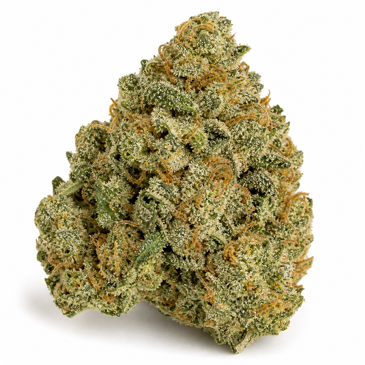 Cogollo de Gelato 33 Fast Feminizada de Advanced Seeds en primer plano, verde con filamentos anaranjados y tricomas claros sobre fondo blanco.