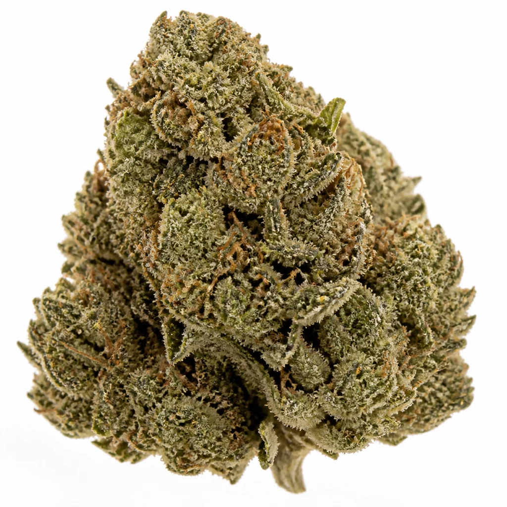 Ilustración de un cogollo verde con filamentos anaranjados y superficie blanquecina para la ficha de Afghan Hash Plant Regular de Barney's Farm.