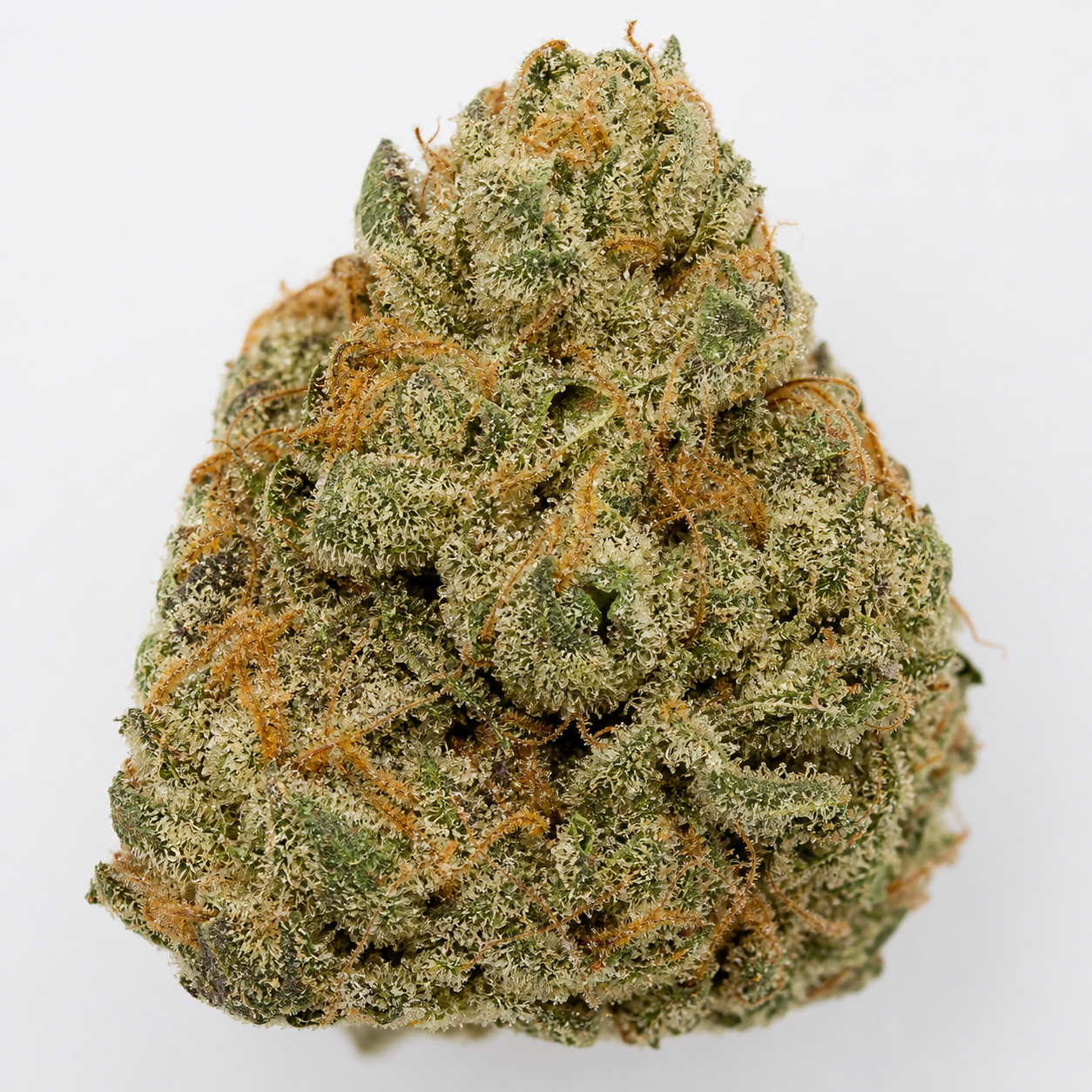 Cogollo de Auto Afghan Skunk de Advanced Seeds en primer plano, verde y compacto, con filamentos anaranjados y cobertura blanquecina.