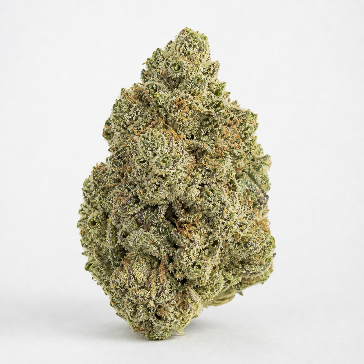 Cogollo de Amnesia Auto de Spain Seeds, de forma cónica, con superficie verde escarchada y filamentos anaranjados sobre fondo blanco.