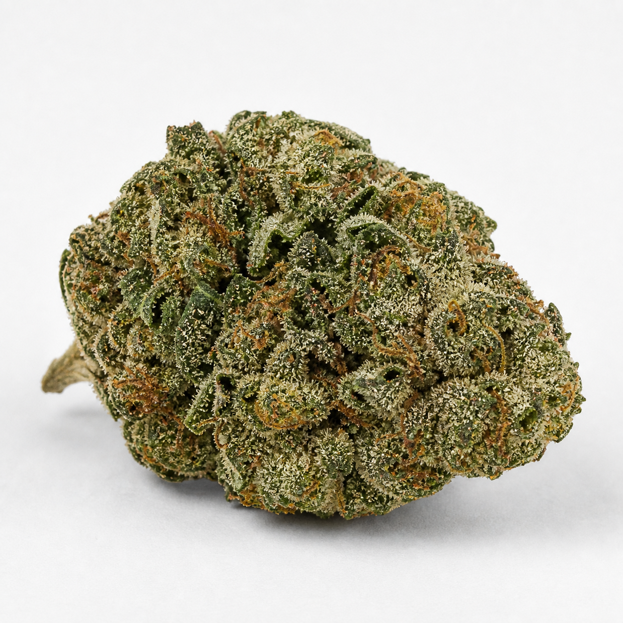 Cogollo de Auto Apple Fritter de Original Sensible Seeds, verde y compacto, cubierto de tricomas claros y pistilos anaranjados sobre fondo blanco.