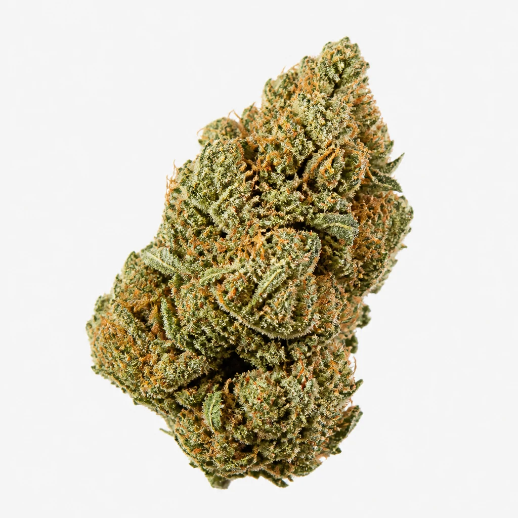 Ilustración de un cogollo alargado verde con filamentos anaranjados sobre fondo blanco para la ficha de Auto GG-48 de Nirvana Seeds.