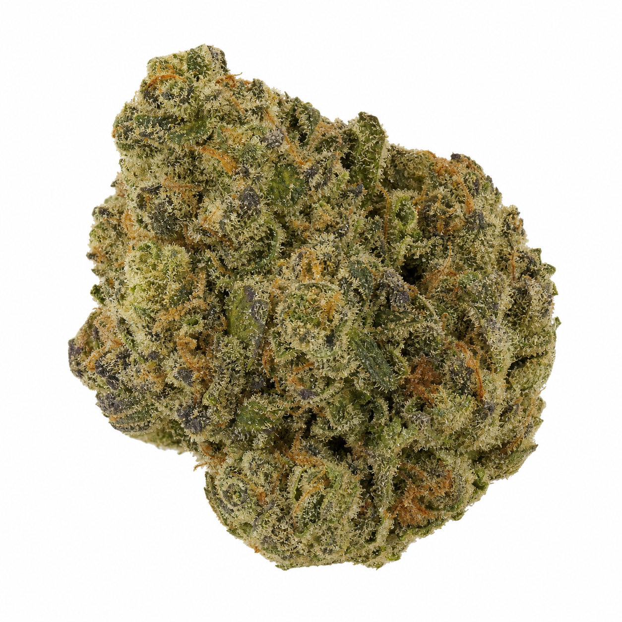 Cogollo de Auto Orange Bud de Nirvana Seeds sobre fondo blanco, con tonos verdes y violetas, pistilos anaranjados y abundantes tricomas.
