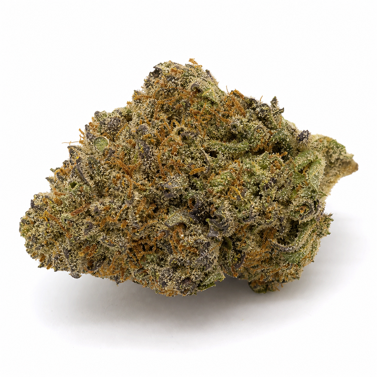 Cogollo de Auto Purple sobre fondo blanco, con zonas verdes y moradas, filamentos anaranjados y una densa cobertura de tricomas. Cogollo de Auto Purple sobre fondo blanco, con zonas verdes y moradas, filamentos anaranjados y una densa cobertura de tricomas.