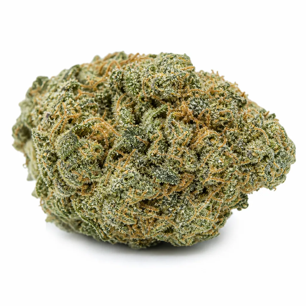Primer plano de un cogollo de Auto Tropicana Cookies de Barney's Farm, verde con filamentos anaranjados y pequeños cristales claros sobre fondo blanco.