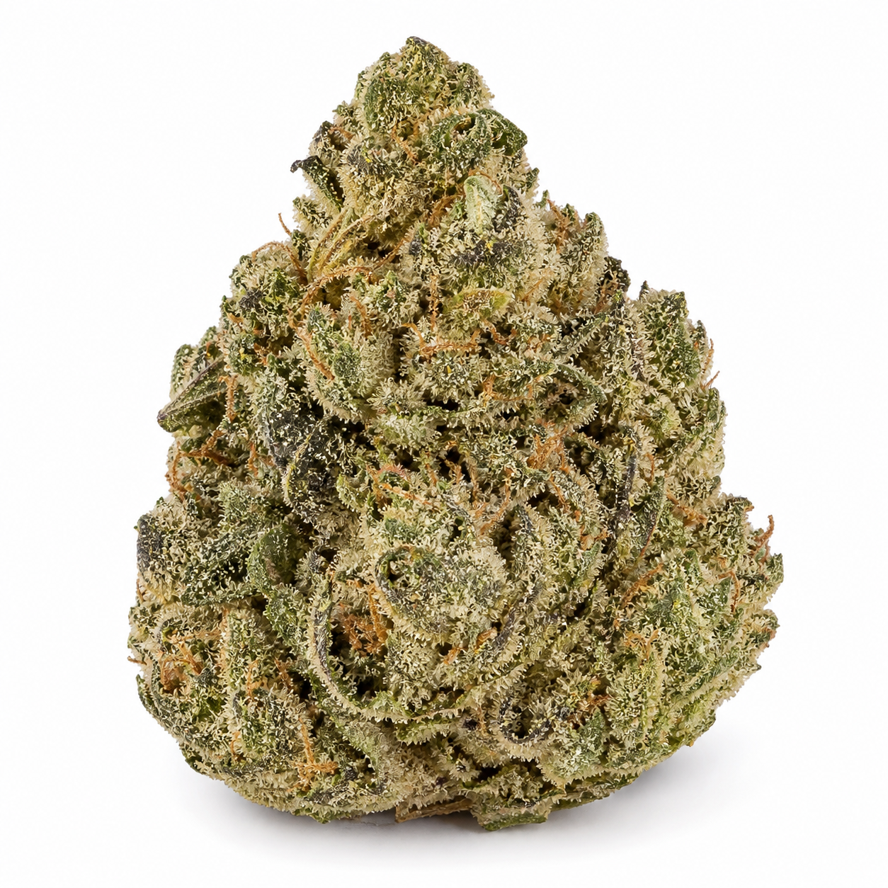 Cogollo de Auto Tropicanna XXL de Philosopher Seeds, de forma cónica, con tonos verdes, pistilos anaranjados y abundantes tricomas sobre fondo blanco.