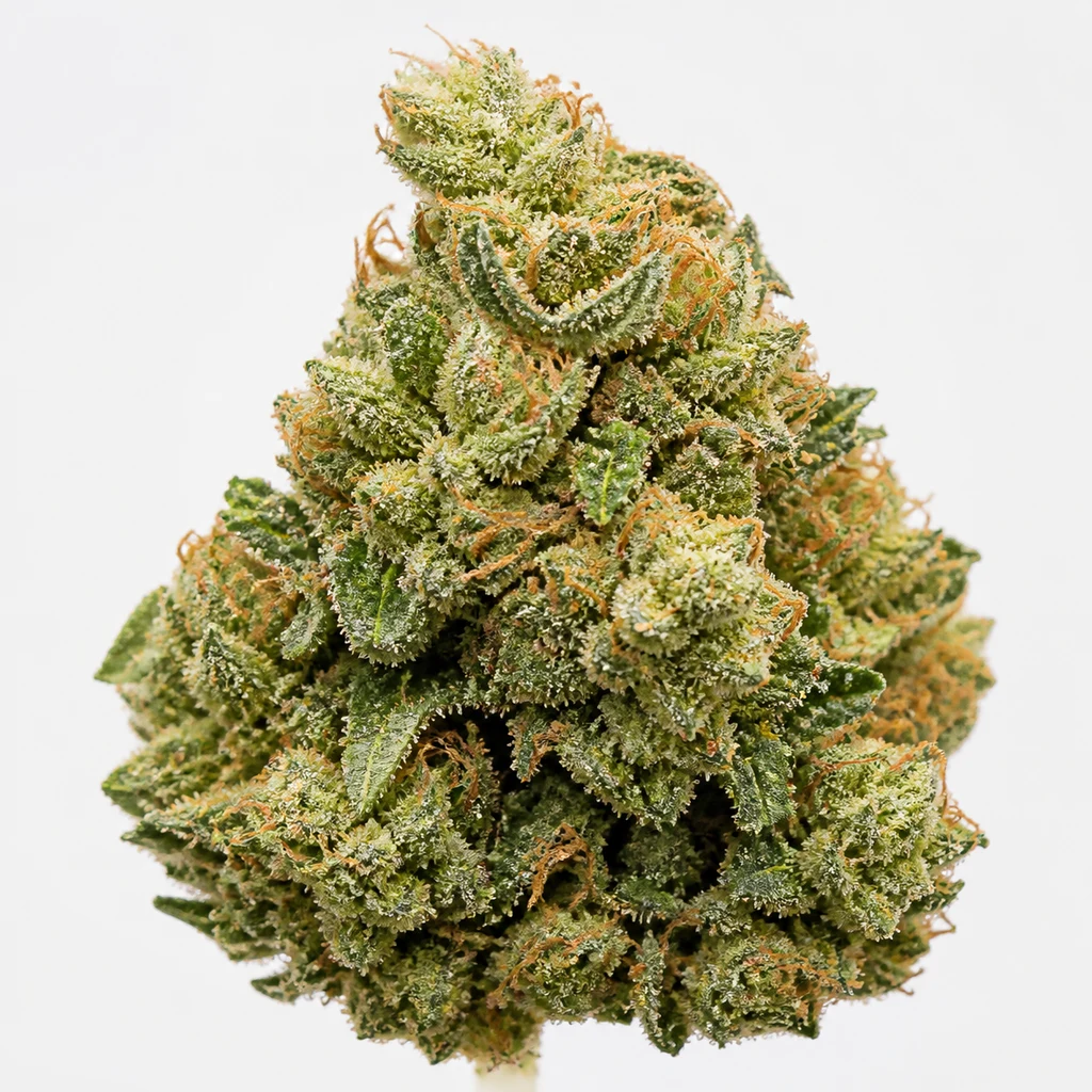 Ilustración de un cogollo verde con pistilos anaranjados y abundantes tricomas para la ficha de Auto White Widow – Pyramid Seeds.