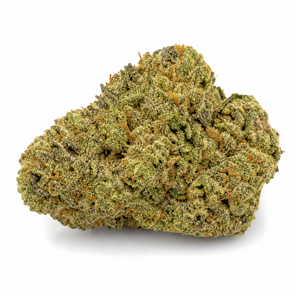 Cogollo de Blue Haze x Gelato 41 Auto, ancho y compacto, con tonos verdes, filamentos anaranjados y superficie cubierta de tricomas.