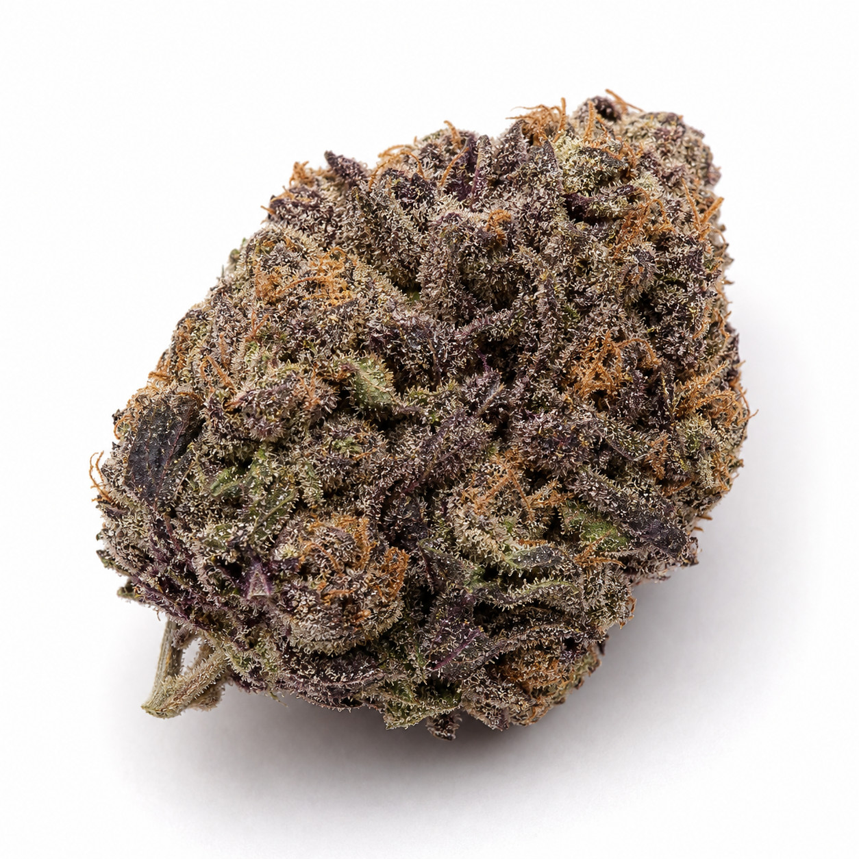Cogollo de Bruce Banner 3 Feminizada con tonos verdes y morados, pistilos anaranjados y abundantes tricomas sobre fondo blanco. Cogollo de Bruce Banner 3 Feminizada con tonos verdes y morados, pistilos anaranjados y abundantes tricomas sobre fondo blanco.