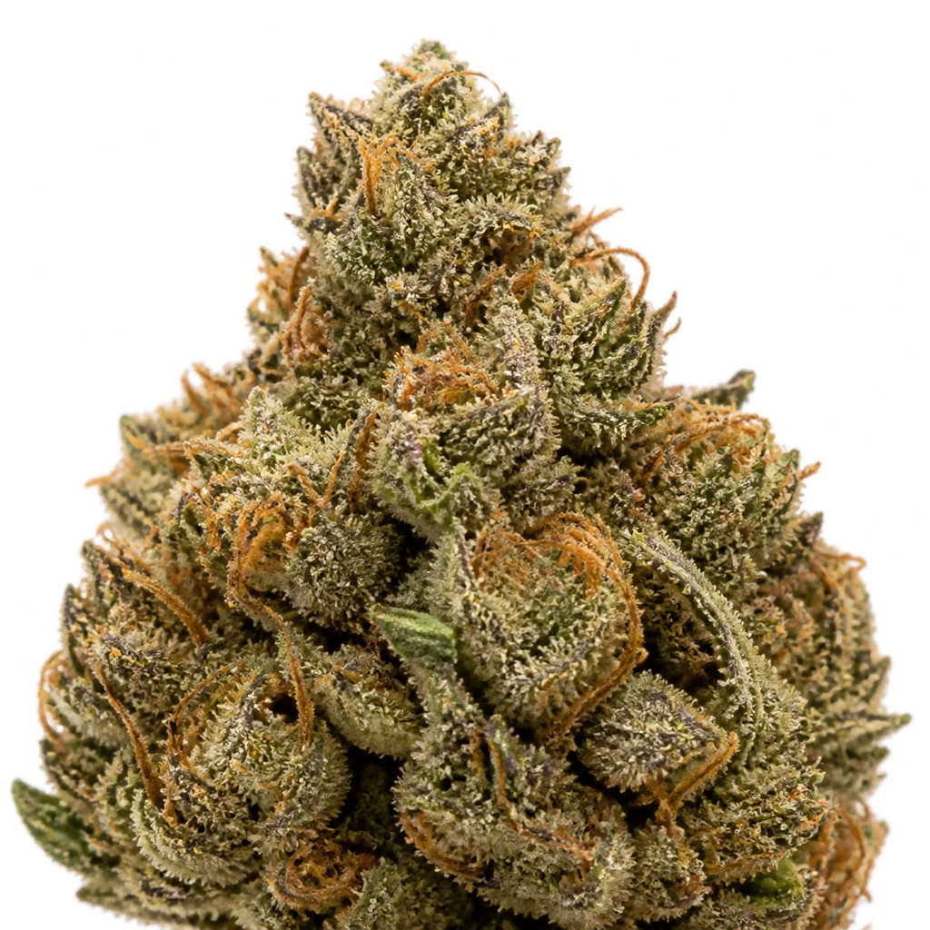 Ilustración de un cogollo alargado con filamentos naranjas para la ficha de Champions Cheese Feminizada de Heavyweight Seeds.