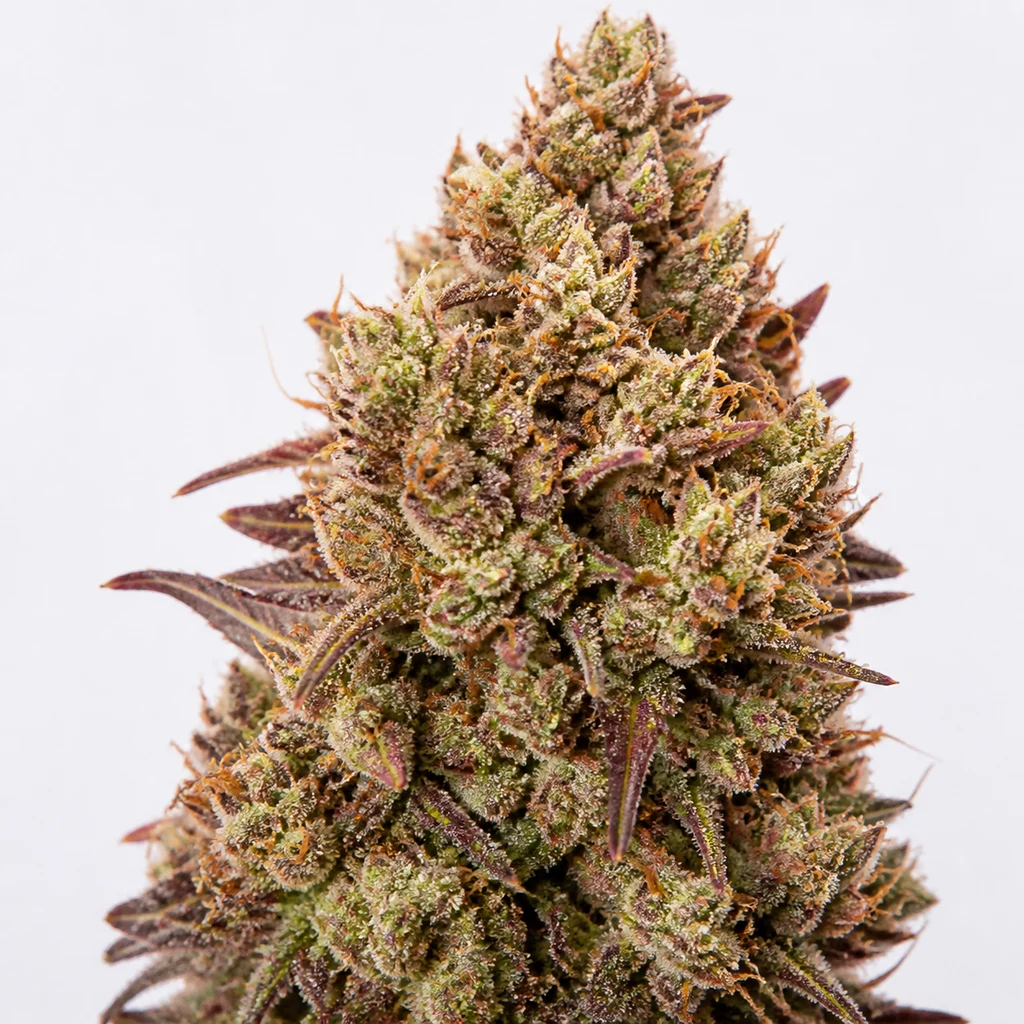 Ilustración de un cogollo alargado con hojas verdes y moradas y filamentos naranjas para la ficha de Diablos Delight XL Auto de Sweet Seeds.