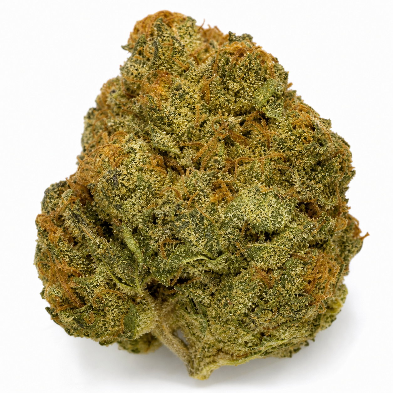 Cogollo de Auto CBD-Victory de Dutch Passion, de forma ancha y compacta, con tonos verdes, filamentos anaranjados y tricomas claros.