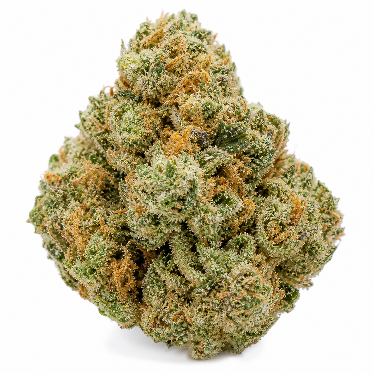 Cogollo de Auto Mokum’s Tulip de Dutch Passion en primer plano, con forma compacta, pistilos anaranjados y abundantes tricomas sobre fondo blanco.