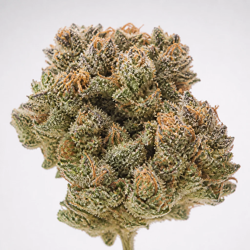 Ilustración de un cogollo para la ficha de Strawberry Banana Auto de Fast Buds, con tonos verdes y filamentos anaranjados sobre fondo claro.