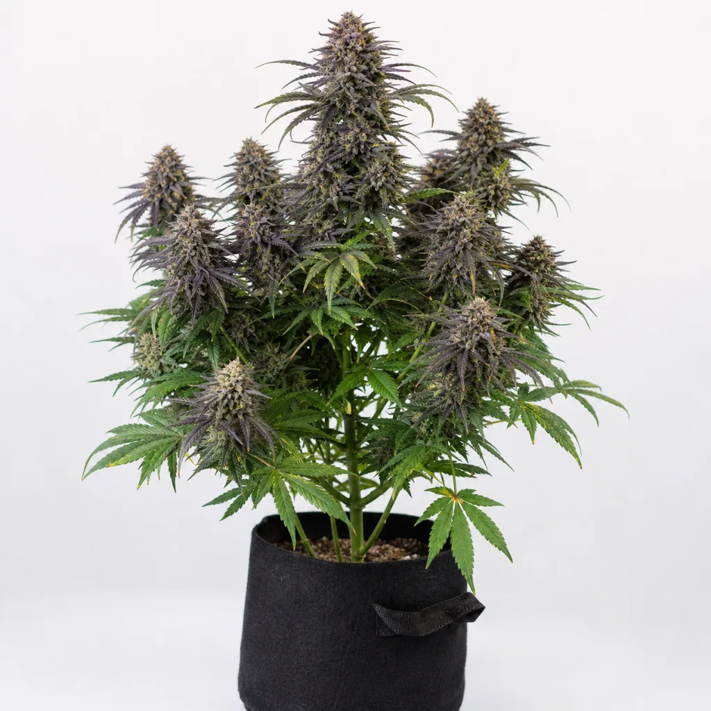 Planta de Gorilla Glue 4 x Bubba Kush con cogollos alargados de tonos morados y hojas verdes, en maceta negra sobre fondo claro.