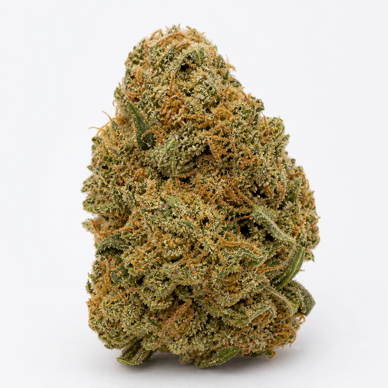 Cogollo de Gelato 41 Auto x Gelato 41 Auto en primer plano, con hojas verdes, filamentos anaranjados y abundantes tricomas claros.