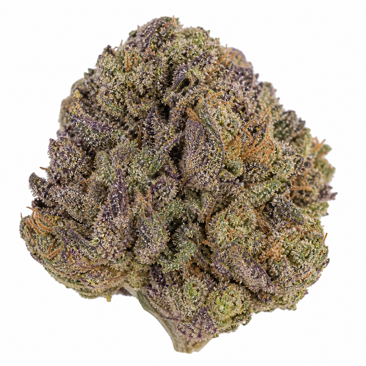 Cogollo de Gelato Acai Berry x Purple Punch de Ripper Seeds, con tonos verdes y morados, filamentos anaranjados y superficie resinosa.