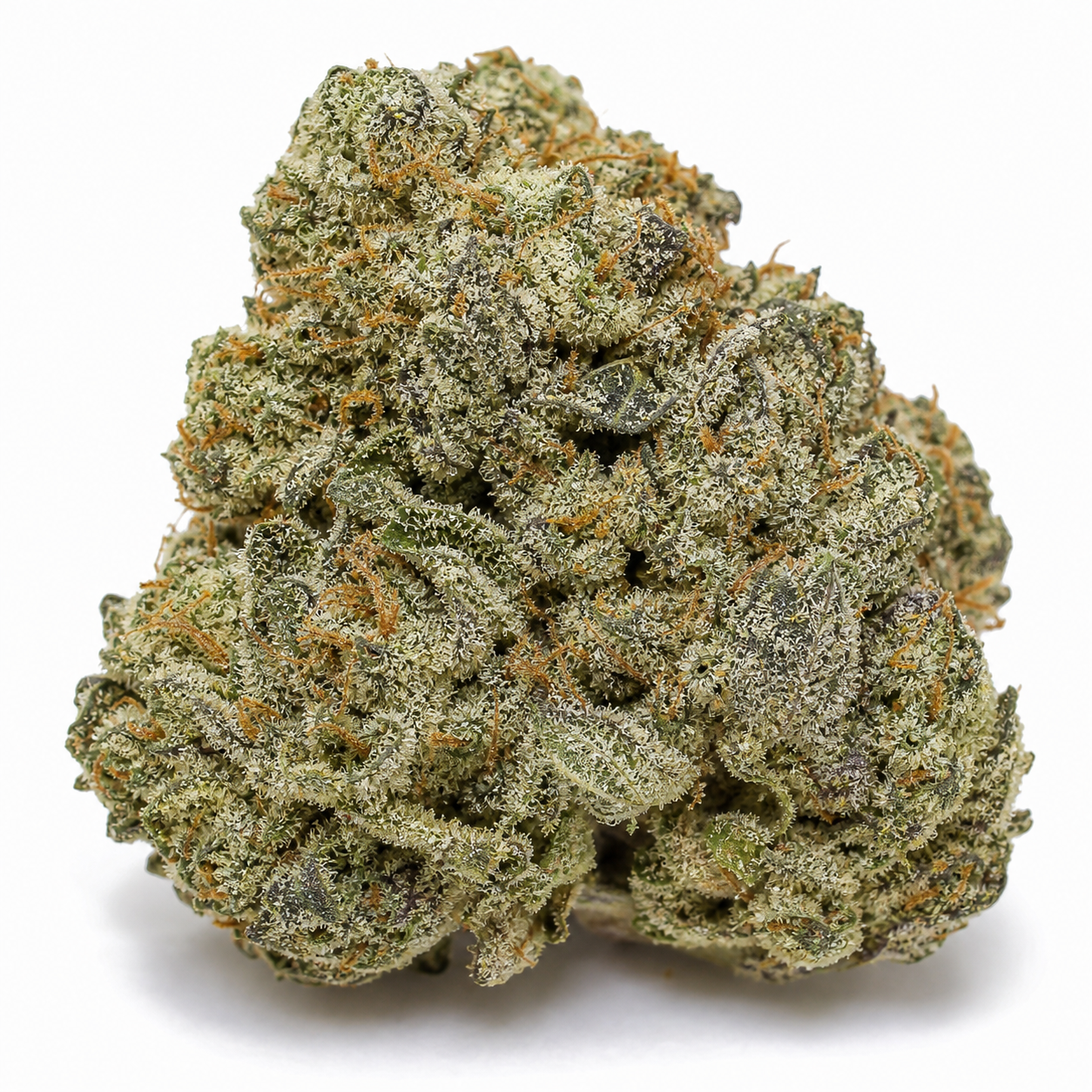 Primer plano de un cogollo de Girl Scout Cookies de Nirvana Seeds, con tonos verdes y oscuros, filamentos naranjas y cobertura blanquecina.