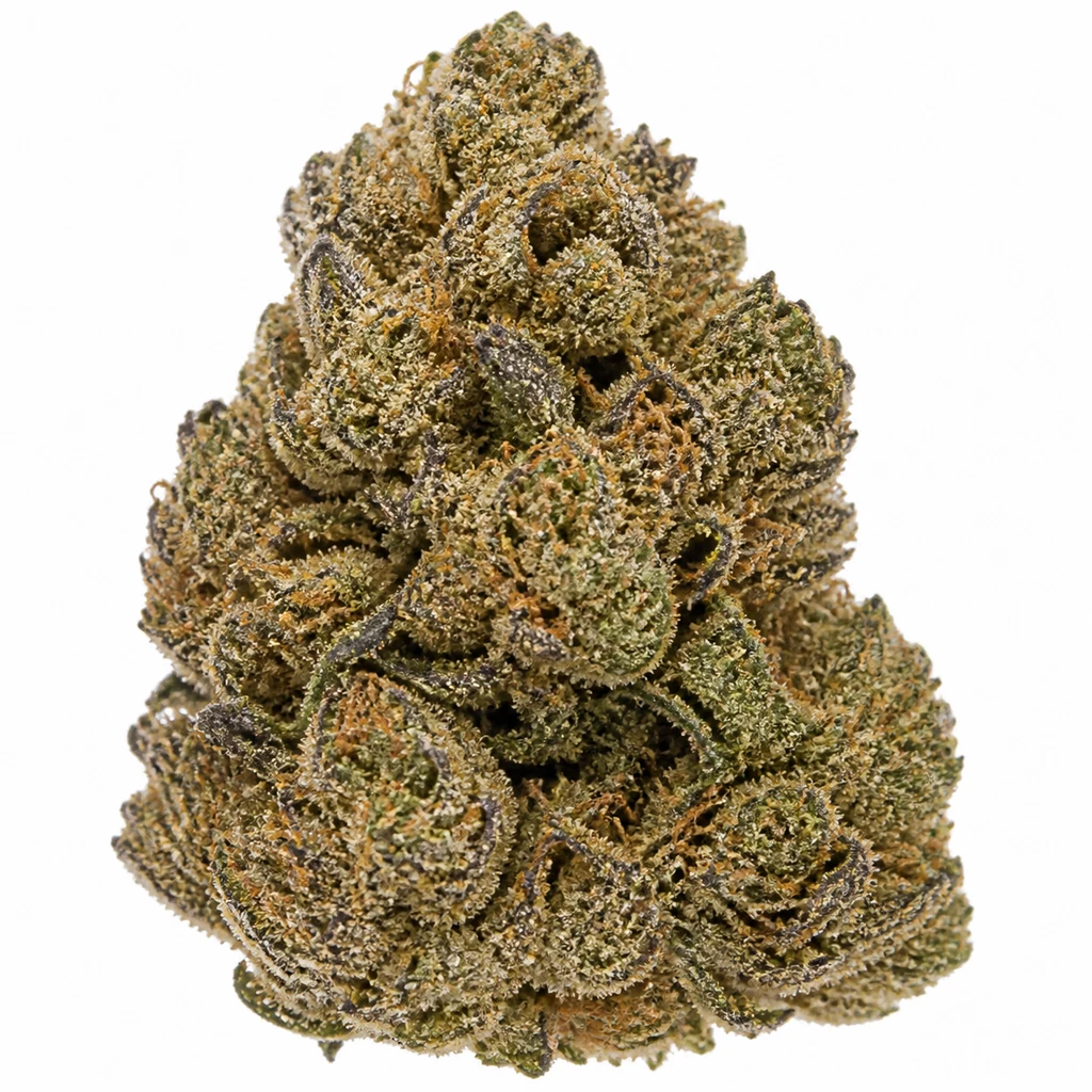 Ilustración de un cogollo compacto con tonos verdes y morados para la ficha de Girl Scout Cookies Feminizada de Original Sensible Seeds.