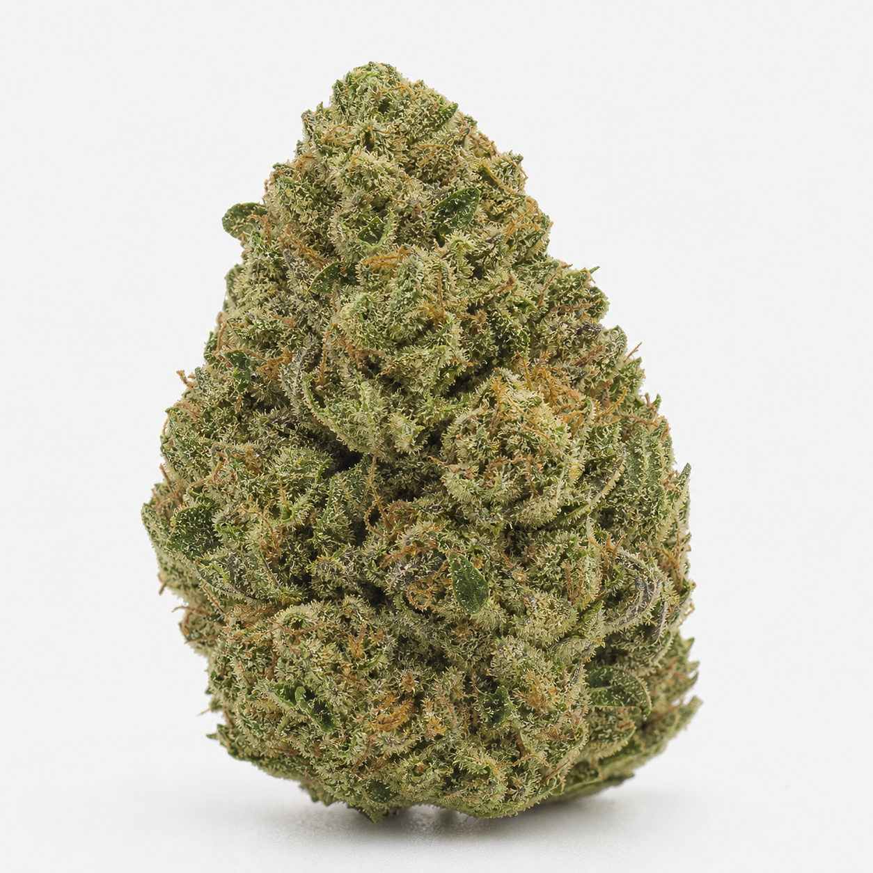 Cogollo de Gorilla King Auto de Kannabia Seeds, de forma cónica, con hojas verdes, filamentos anaranjados y tricomas sobre fondo blanco. Cogollo de Gorilla King Auto de Kannabia Seeds, de forma cónica, con hojas verdes, filamentos anaranjados y tricomas sobre fondo blanco.