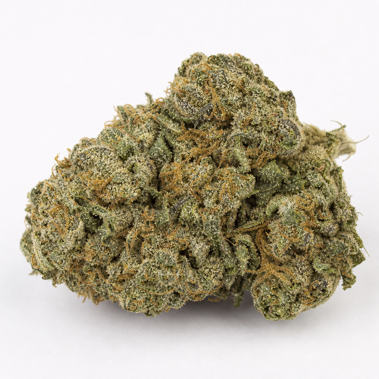 Cogollo de Honduras Regular de ACE Seeds en primer plano sobre fondo blanco, con contorno irregular, tonos verdes y filamentos anaranjados.