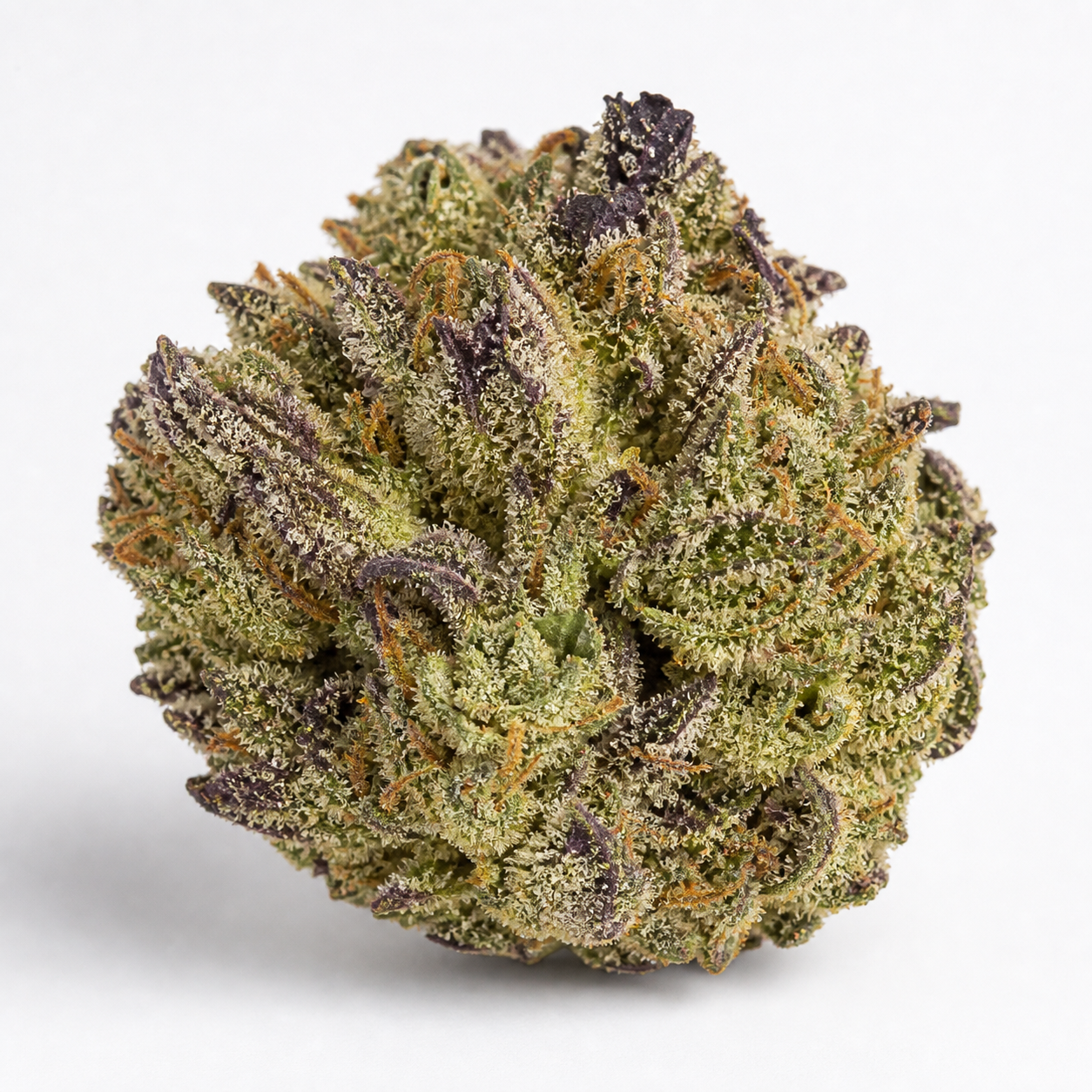 Cogollo de Key Lime Pie x Do-Si-Dos de forma redondeada, con hojas verdes y moradas, filamentos anaranjados y abundantes tricomas claros.