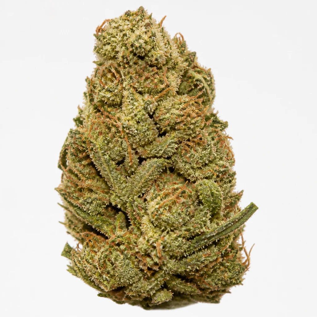 Ilustración de un cogollo alargado verde con filamentos anaranjados y cobertura blanquecina para la ficha de Mango Haze Regular.