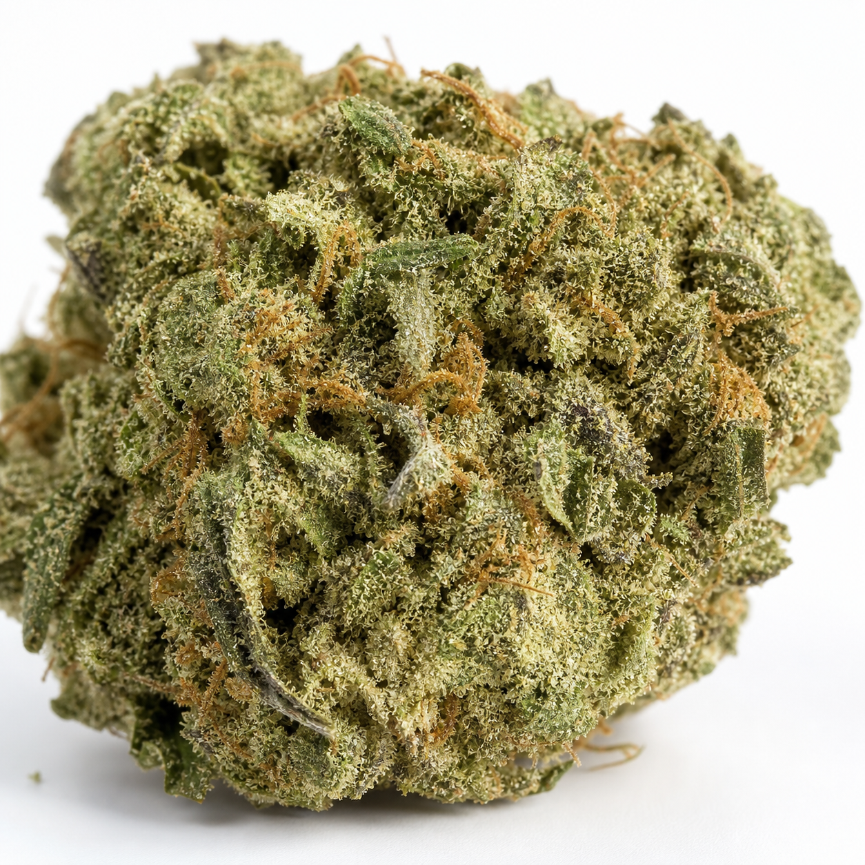 Cogollo de Nepalese Jam Regular de ACE Seeds en primer plano, con hojas verdes, filamentos anaranjados y abundantes tricomas sobre fondo blanco.