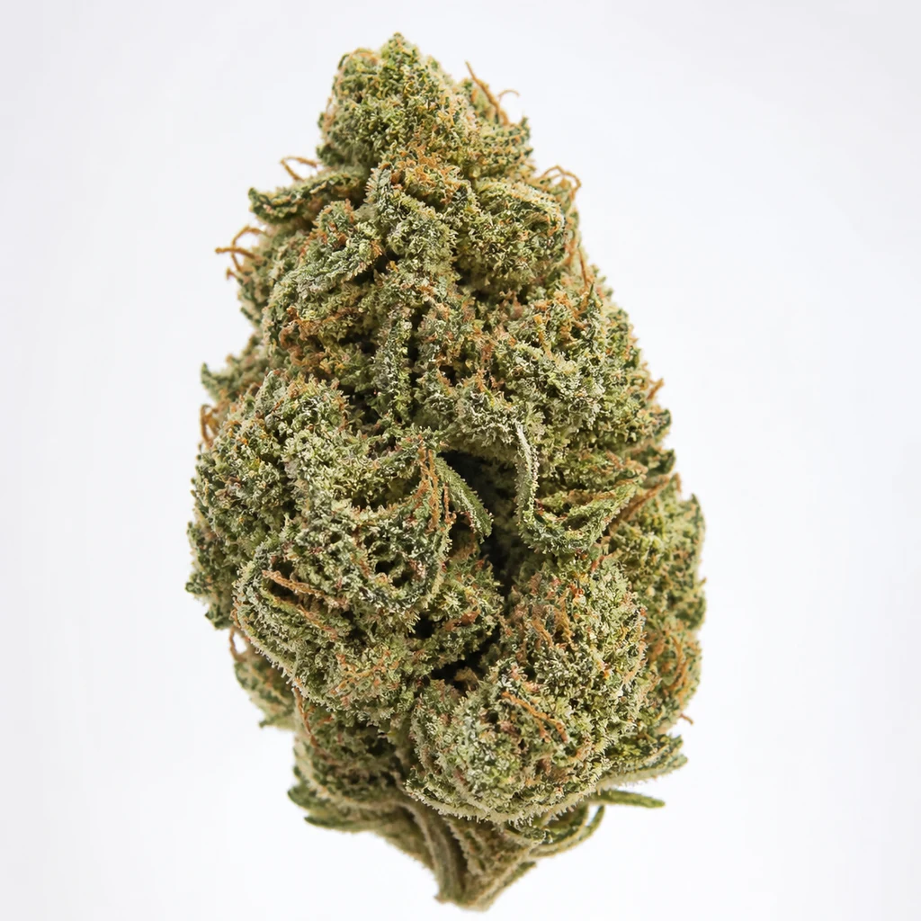 Ilustración de un cogollo alargado para la ficha de Master Kush, con hojas verdes, filamentos anaranjados y recubrimiento blanquecino.