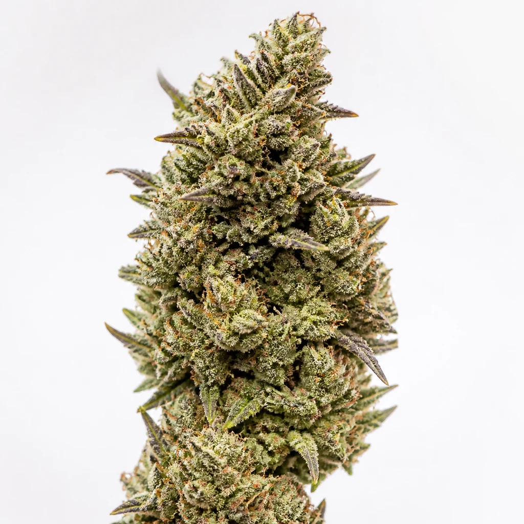 Ilustración de un cogollo para la ficha de Mimosa Feminizada de Spain Seeds, con hojas verdes, tonos morados y pistilos anaranjados.
