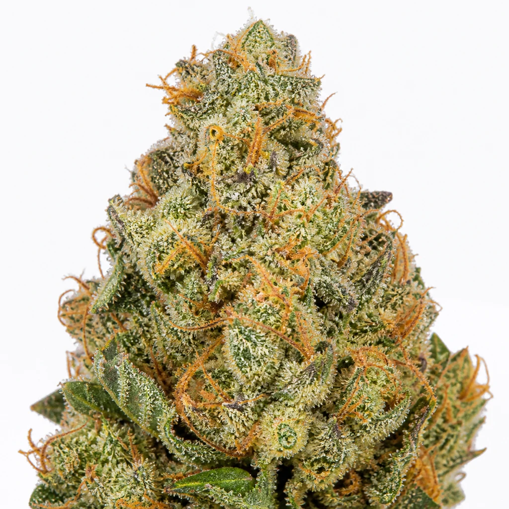 Ilustración de un cogollo verde con filamentos naranjas y superficie blanquecina para la ficha de Mimosa x Orange Punch Auto de Barney's Farm.