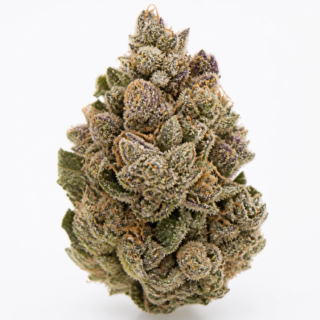 Ilustración de un cogollo alargado verde y morado, con filamentos naranjas y superficie blanquecina, para la ficha de Monkey Grip de Mamiko Seeds.