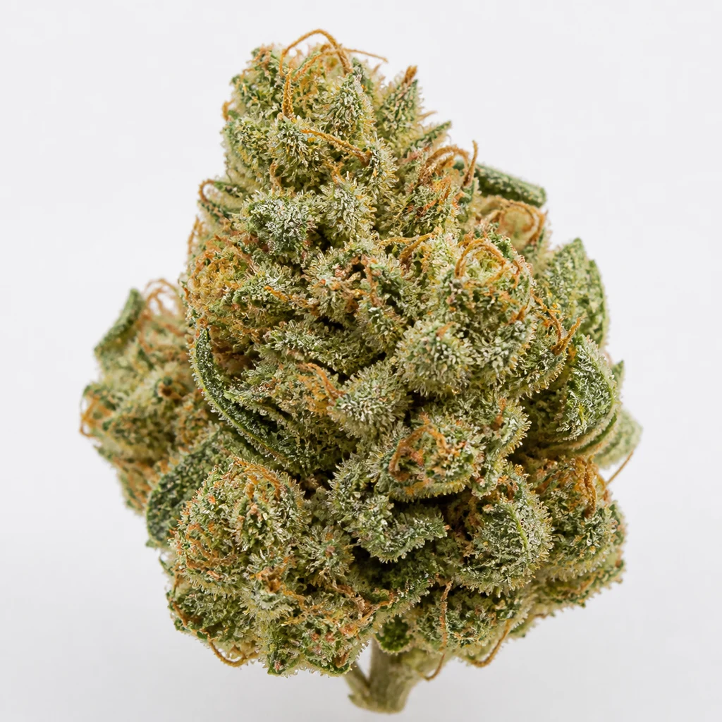 Ilustración de un cogollo verde con pistilos anaranjados y abundantes tricomas para la ficha de Northern Lights x Skunk de G13 Labs.