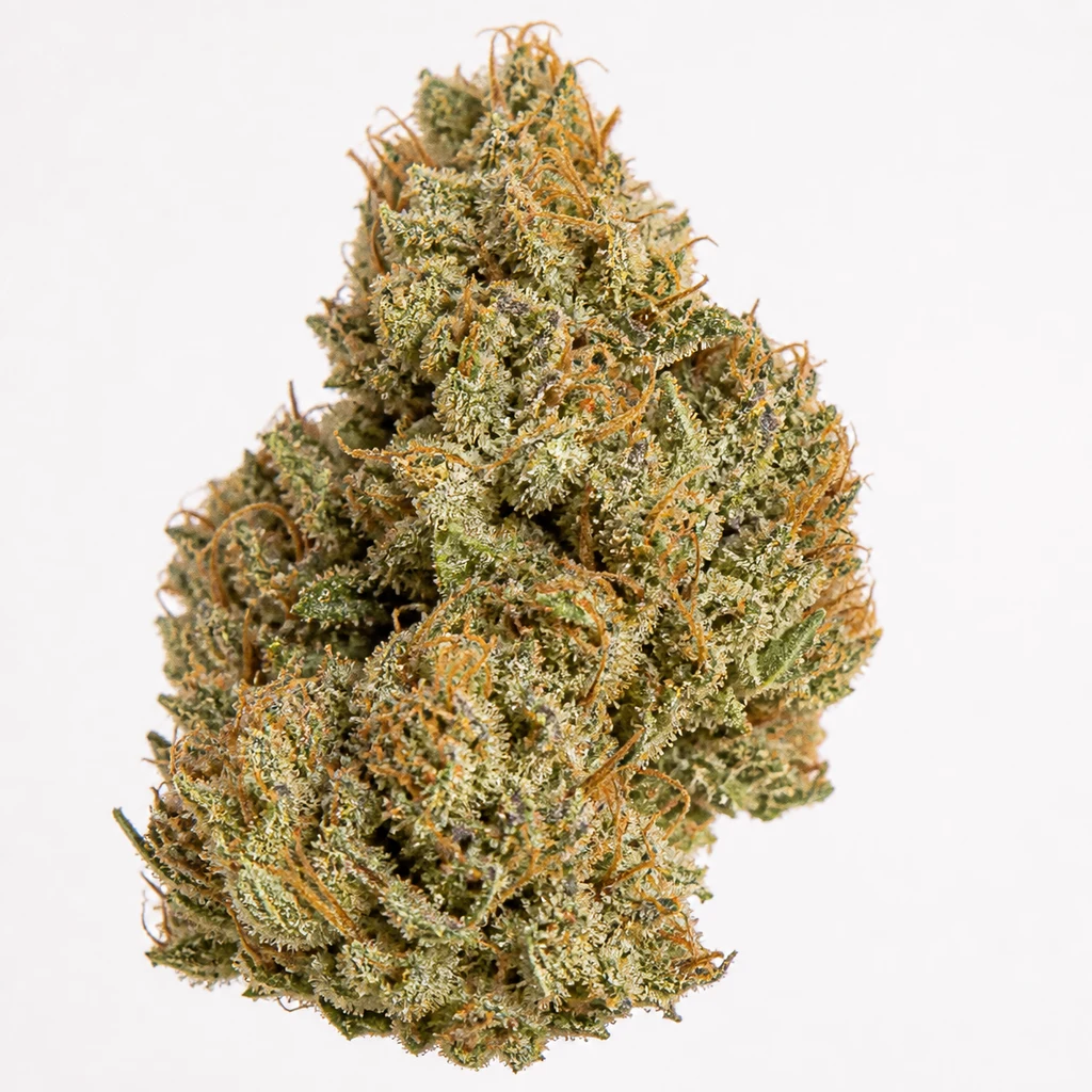 Ilustración de un cogollo verde con filamentos anaranjados y superficie blanquecina para la ficha de Orange Sherbet Fast Flowering.