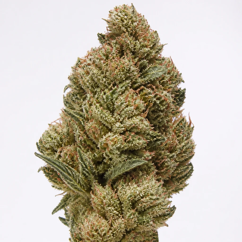 Ilustración de un cogollo alargado, verde y con pistilos anaranjados, para la ficha de Ortega Regular de Mr. Nice Seeds.