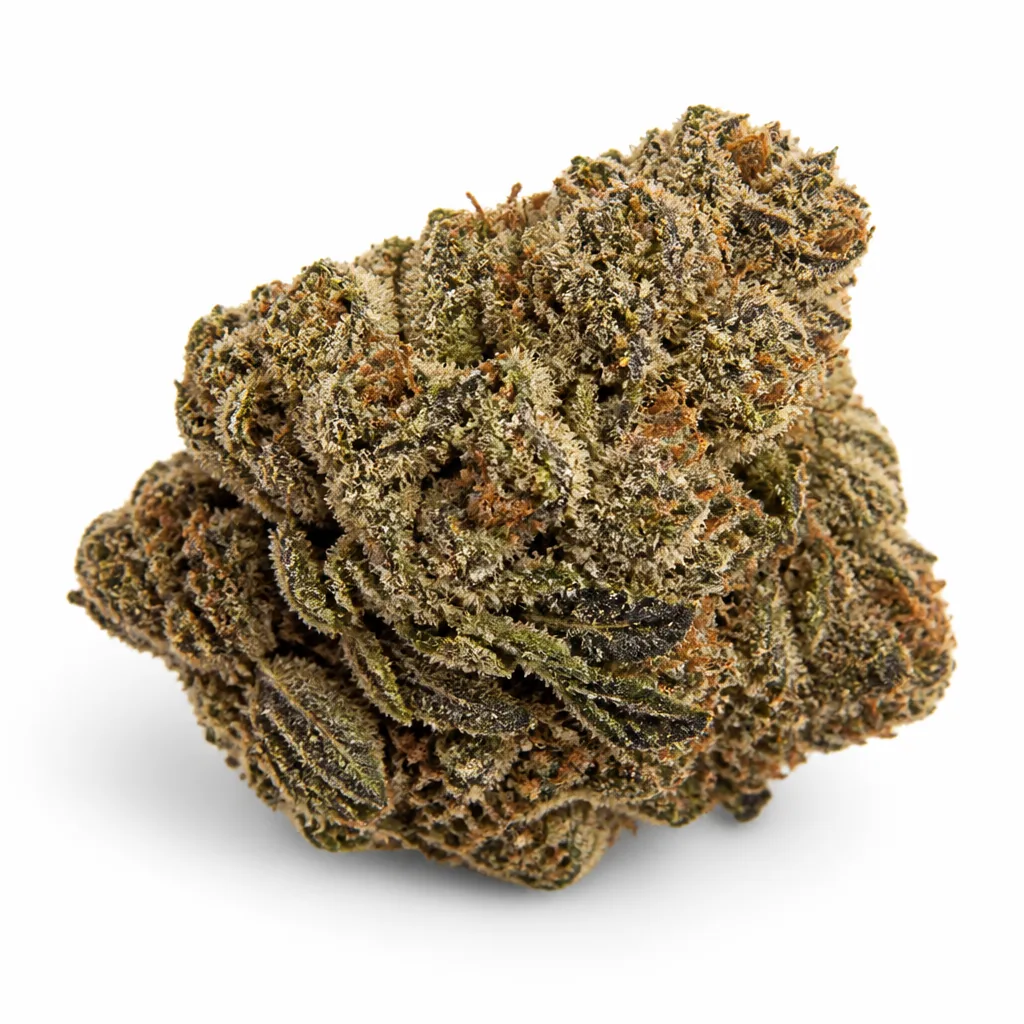 Primer plano de un cogollo de Auto White Berry de Paradise Seeds, compacto, con hojas oscuras, filamentos anaranjados y tricomas claros.