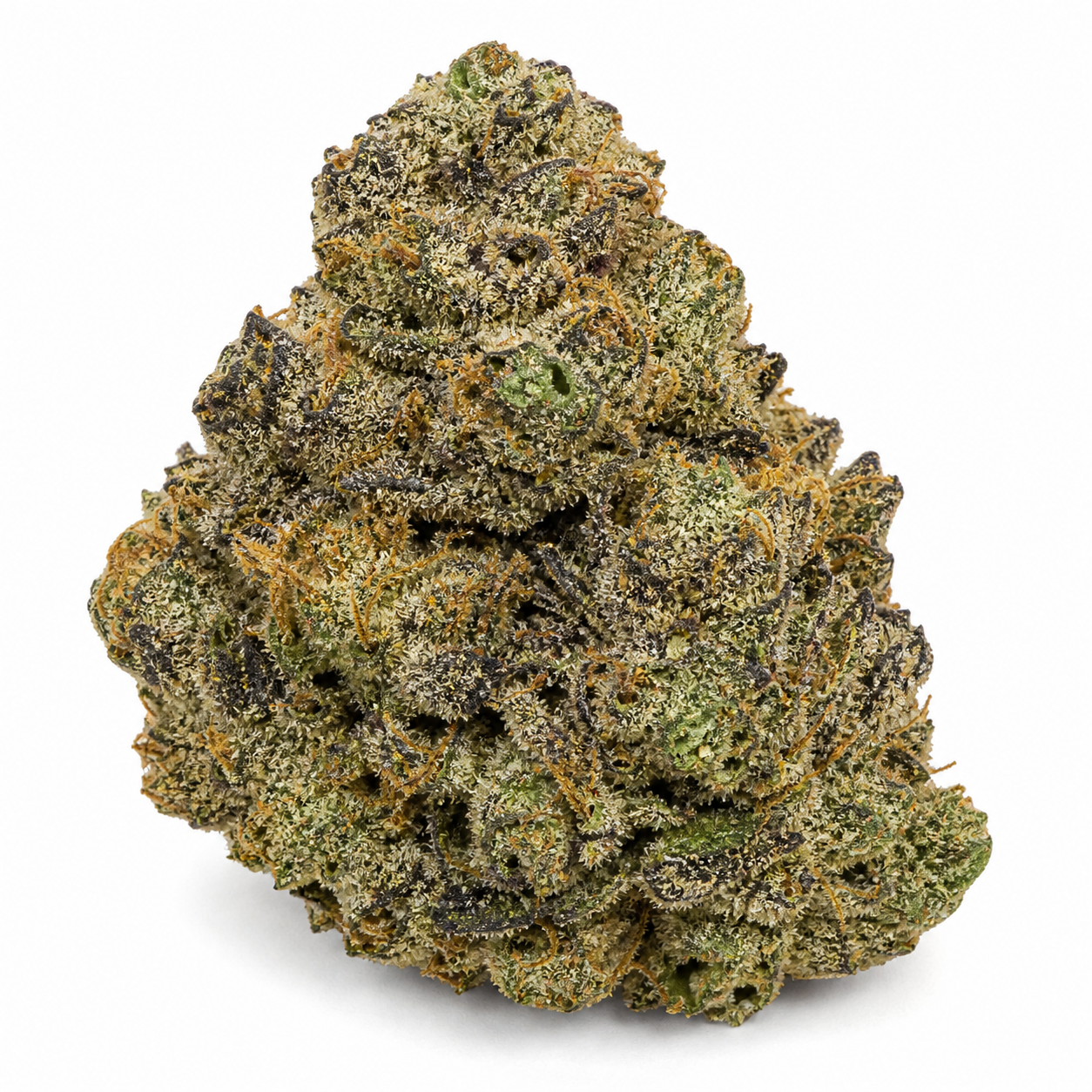 Cogollo de Skunk 99 Feminizada de Bulk Seeds, compacto, con tonos verdes y morados, filamentos anaranjados y abundantes tricomas.