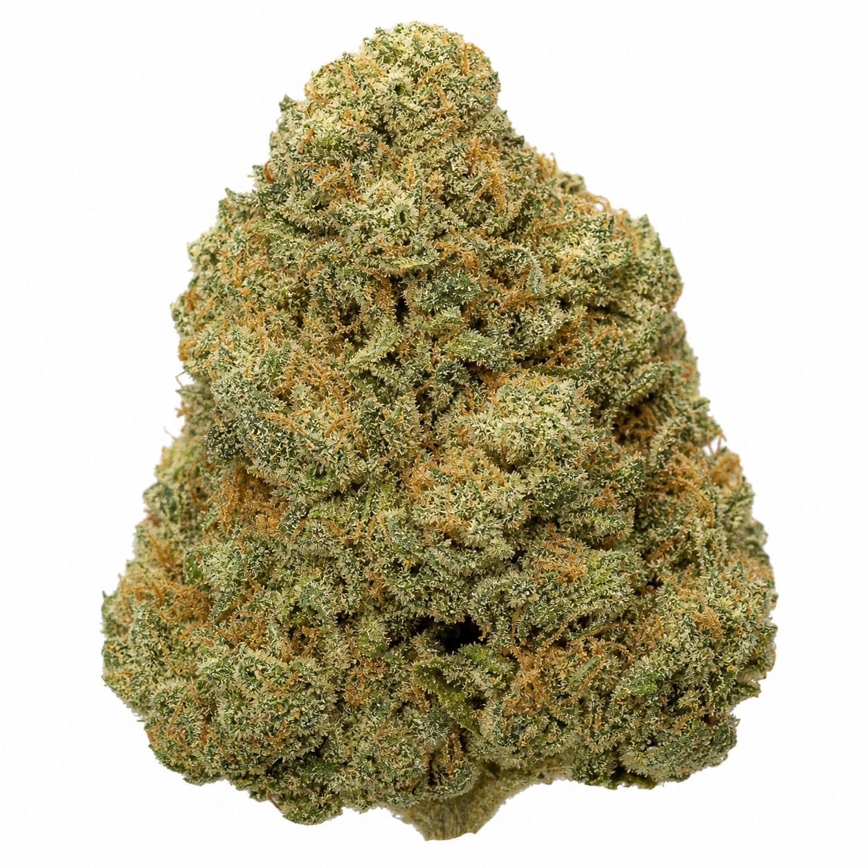 Cogollo de Skunk #1 Regular de Sensi Seeds en primer plano, de forma cónica, verde y con filamentos anaranjados sobre fondo blanco.