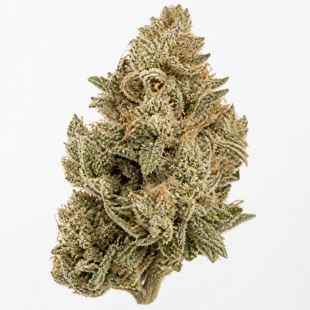 Ilustración de un cogollo verde claro con filamentos anaranjados para la ficha de Sticky Orange XXL Auto – Sensi Seeds.
