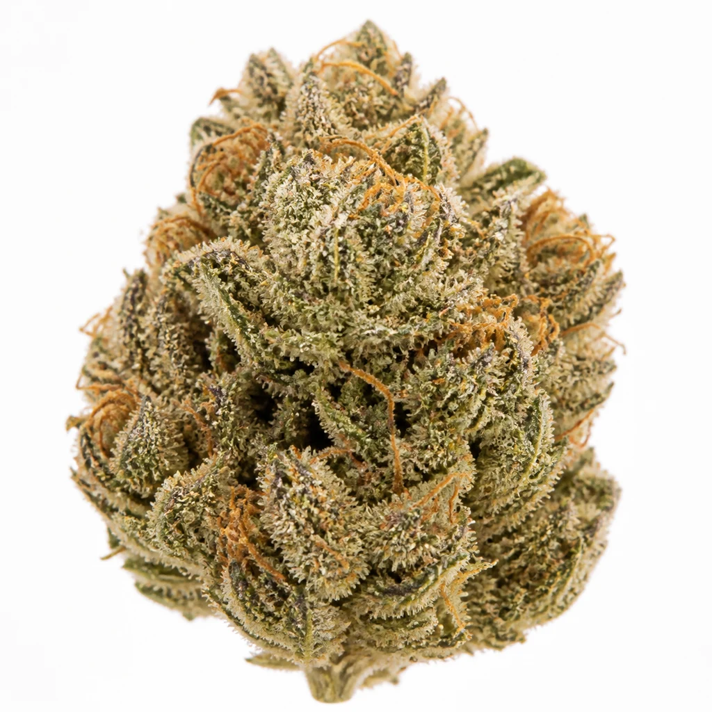 Ilustración de un cogollo verde con filamentos anaranjados y superficie resinosa para la ficha de Strawberry Haze Auto de Vision Seeds.
