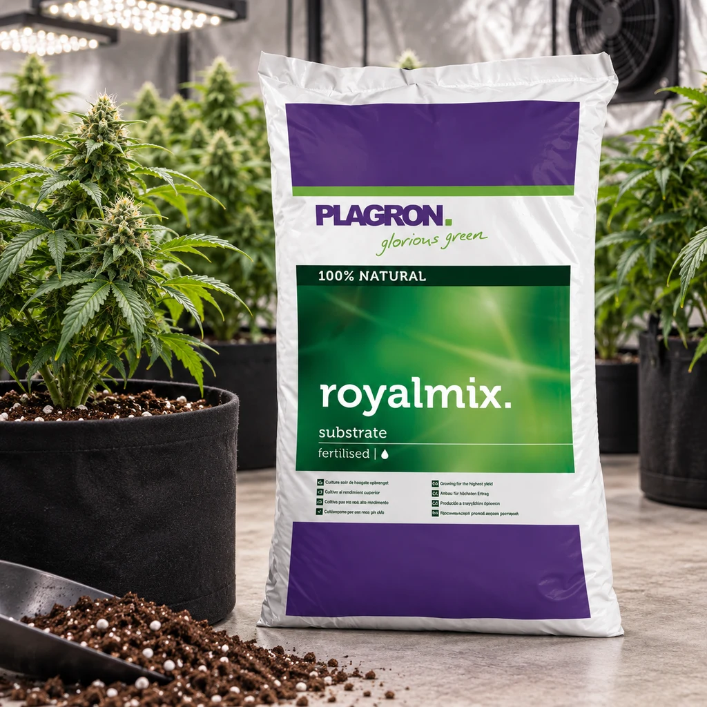 Saco blanco de sustrato Plagron Royalmix con paneles verdes y morados, entre plantas de cannabis en macetas y sustrato esparcido. Saco blanco de sustrato Plagron Royalmix con paneles verdes y morados, entre plantas de cannabis en macetas y sustrato esparcido.