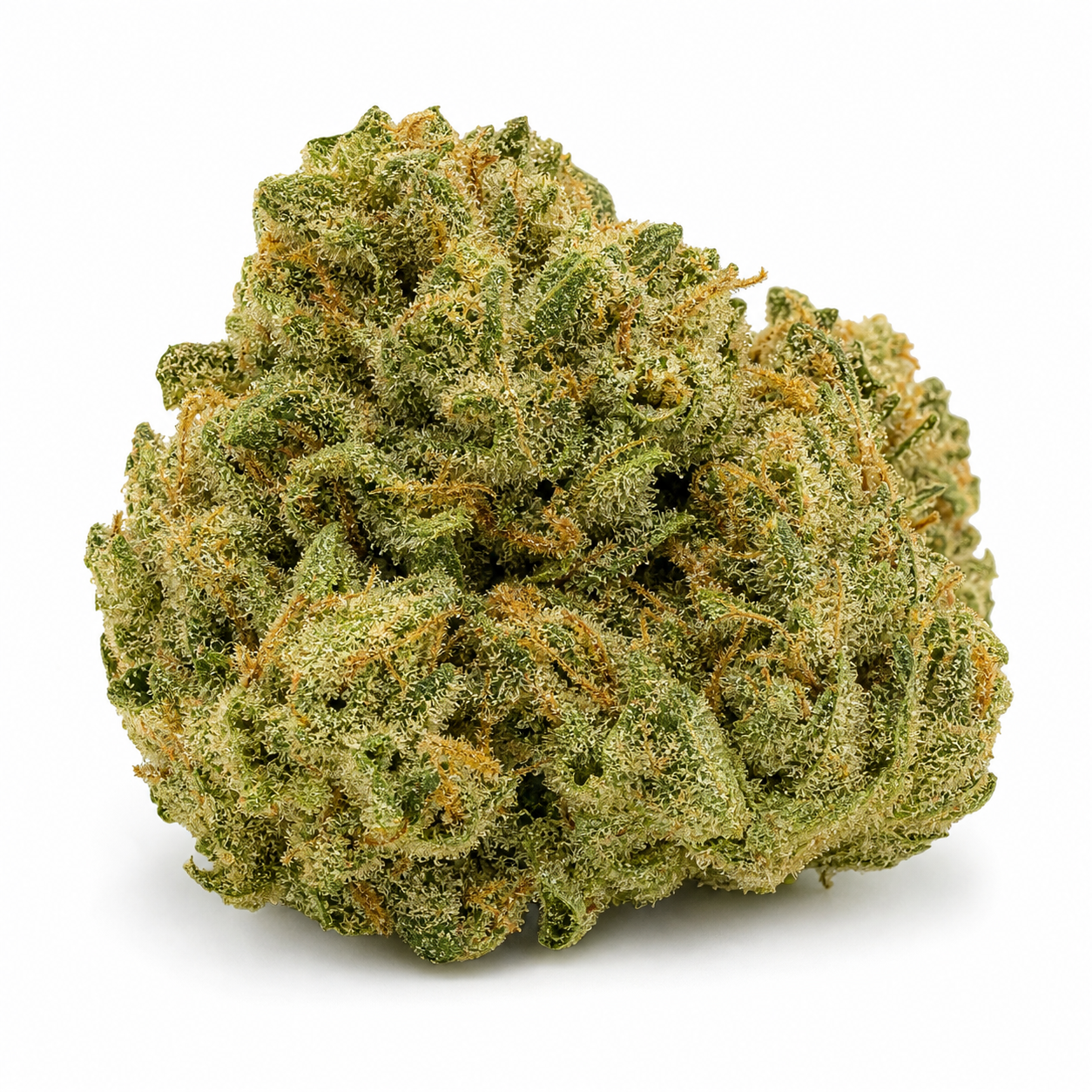 Cogollo de Dreams of Holland 3 de Mamiko Seeds, ancho y compacto, con hojas verdes y filamentos anaranjados sobre fondo blanco.