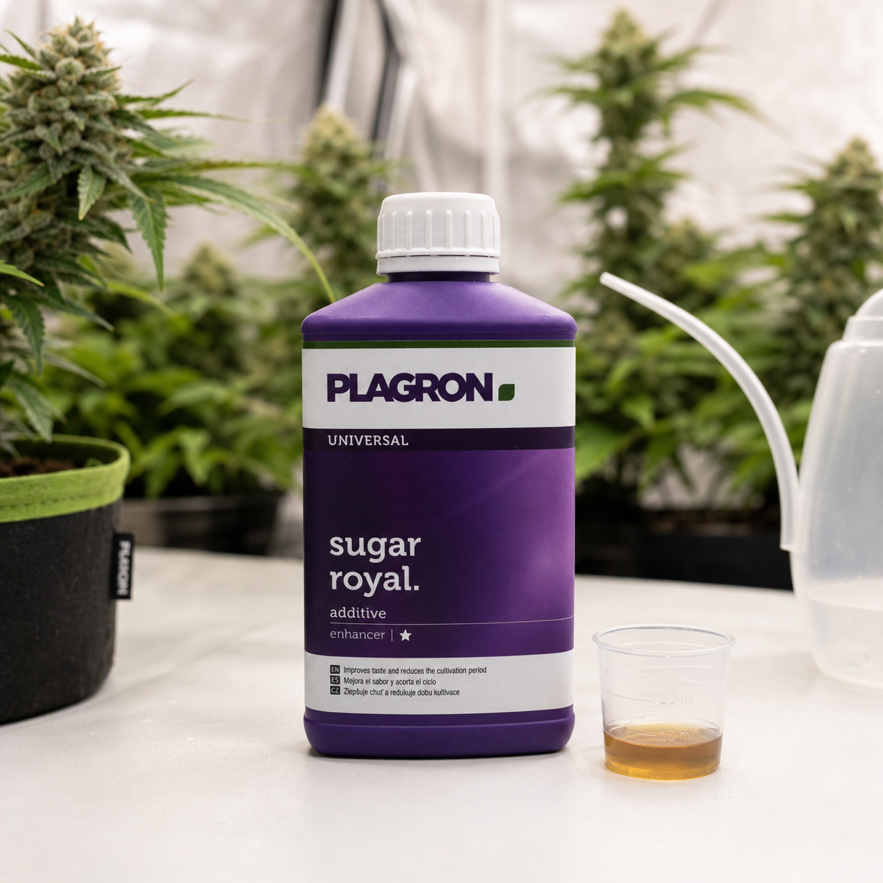 Botella morada de Plagron Sugar Royal junto a un vaso con líquido ámbar y una regadera, con plantas de cannabis al fondo. Botella morada de Plagron Sugar Royal junto a un vaso con líquido ámbar y una regadera, con plantas de cannabis al fondo.